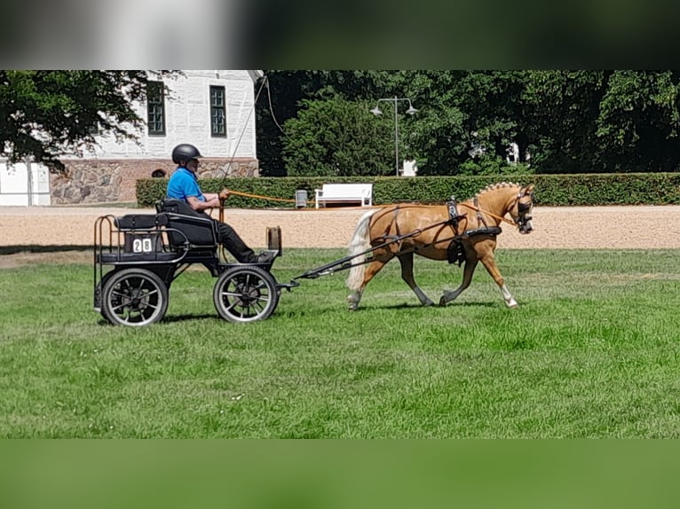 Welsh-A Stute 5 Jahre 120 cm Palomino in Gudendorf