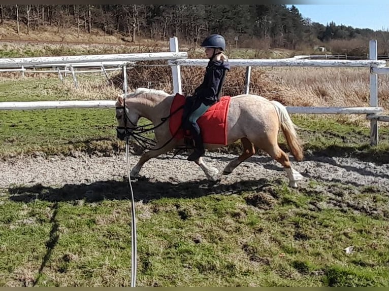Welsh-A Stute 5 Jahre 120 cm Palomino in Gudendorf