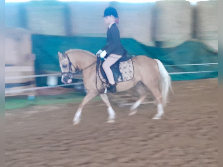 Welsh-A Stute 5 Jahre 120 cm Palomino in Gudendorf