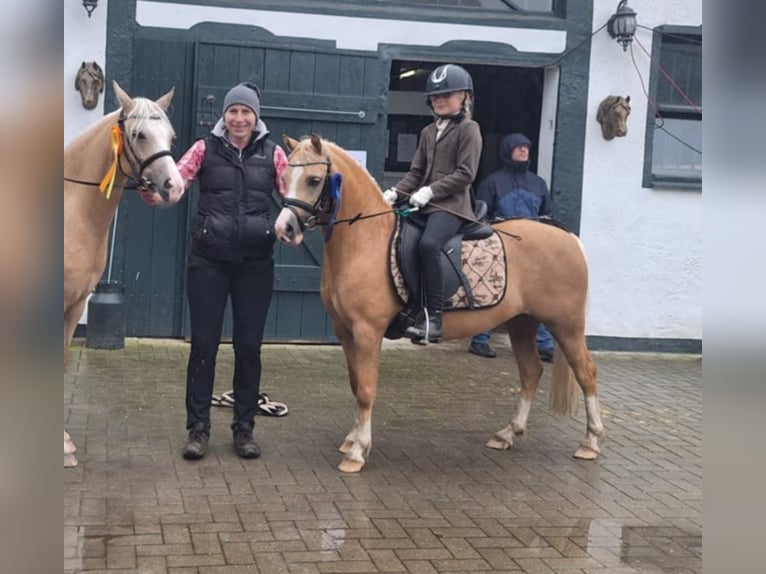 Welsh-A Stute 5 Jahre 120 cm Palomino in Gudendorf