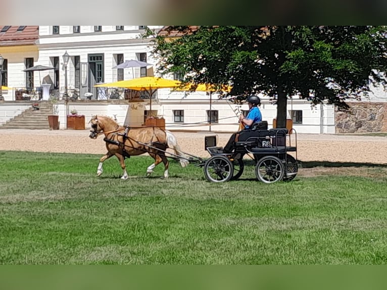 Welsh-A Stute 5 Jahre 120 cm Palomino in Gudendorf