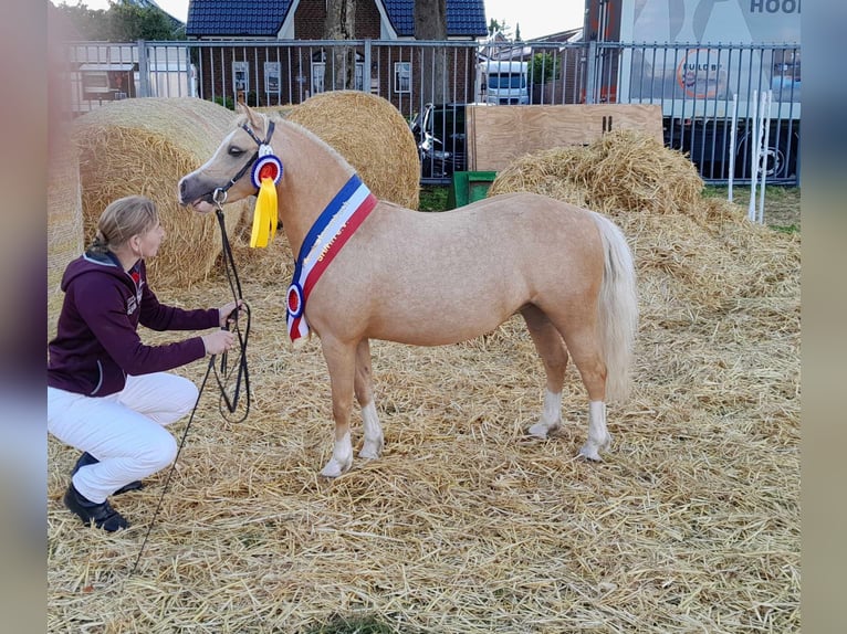 Welsh-A Stute 5 Jahre 120 cm Palomino in Gudendorf