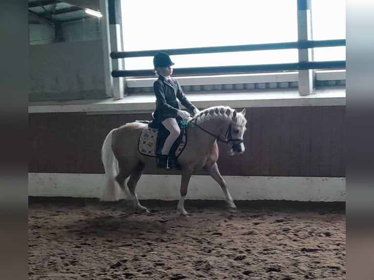 Welsh-A Stute 5 Jahre 120 cm Palomino in Gudendorf