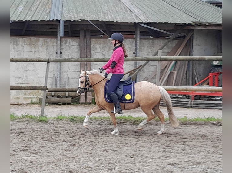 Welsh-A Stute 5 Jahre 120 cm Palomino in Gudendorf