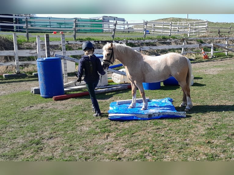 Welsh-A Stute 5 Jahre 120 cm Palomino in Gudendorf