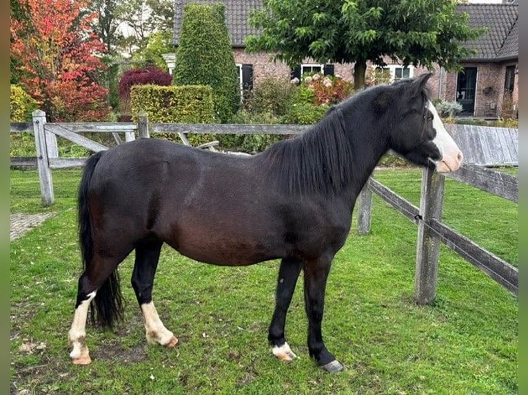 Welsh-A Stute 5 Jahre 120 cm Rappe in Hengelo
