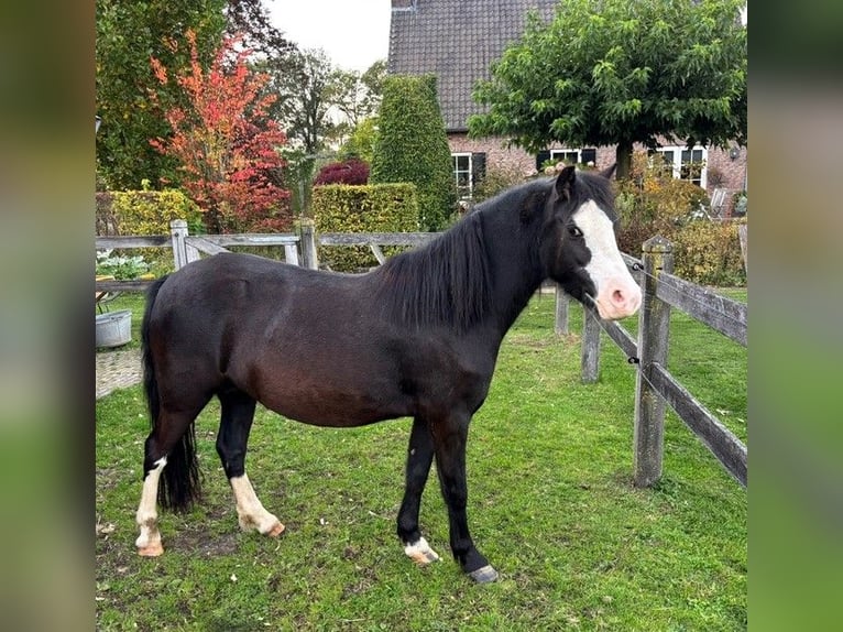 Welsh-A Stute 5 Jahre 120 cm Rappe in Hengelo