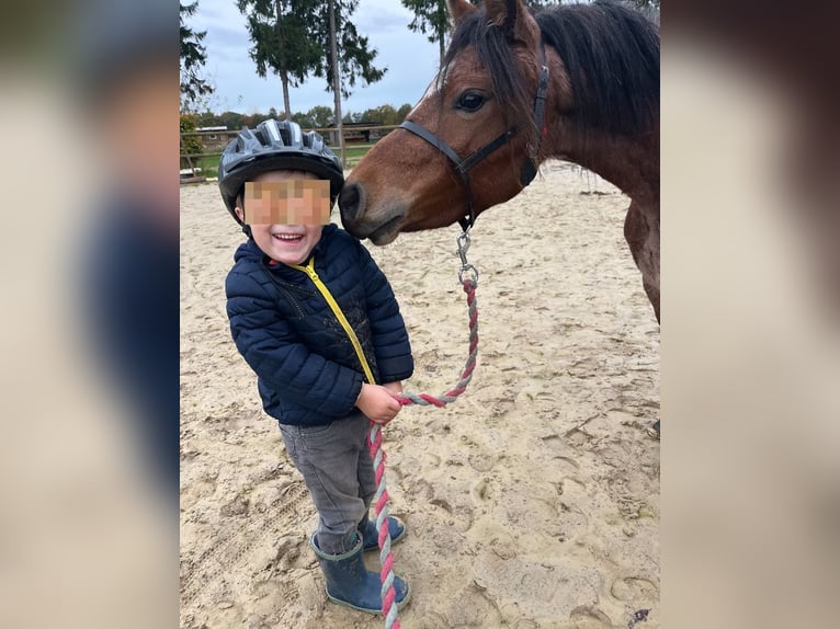 Welsh-A Stute 5 Jahre 120 cm Roan-Red in Halle