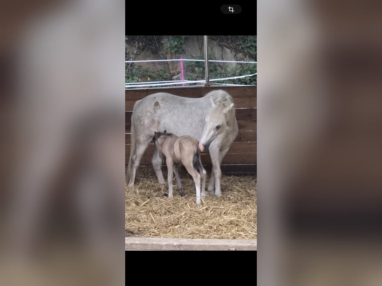 Welsh-A Stute 5 Jahre 120 cm Schimmel in Witten