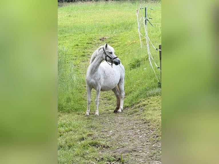 Welsh-A Stute 5 Jahre 120 cm Schimmel in Witten