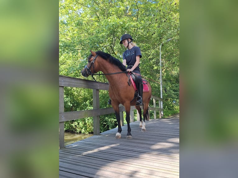 Welsh-A Stute 5 Jahre 121 cm Brauner in Leeuwarden