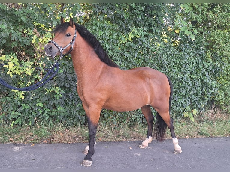 Welsh-A Stute 5 Jahre 121 cm Brauner in Leeuwarden