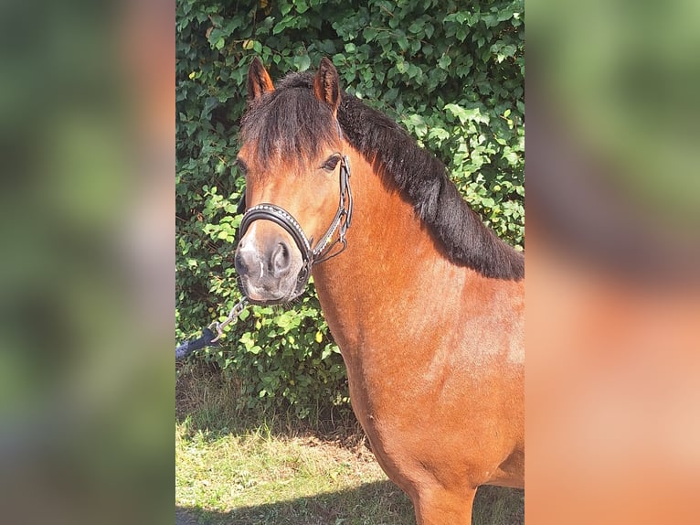 Welsh-A Stute 5 Jahre 121 cm Brauner in Leeuwarden