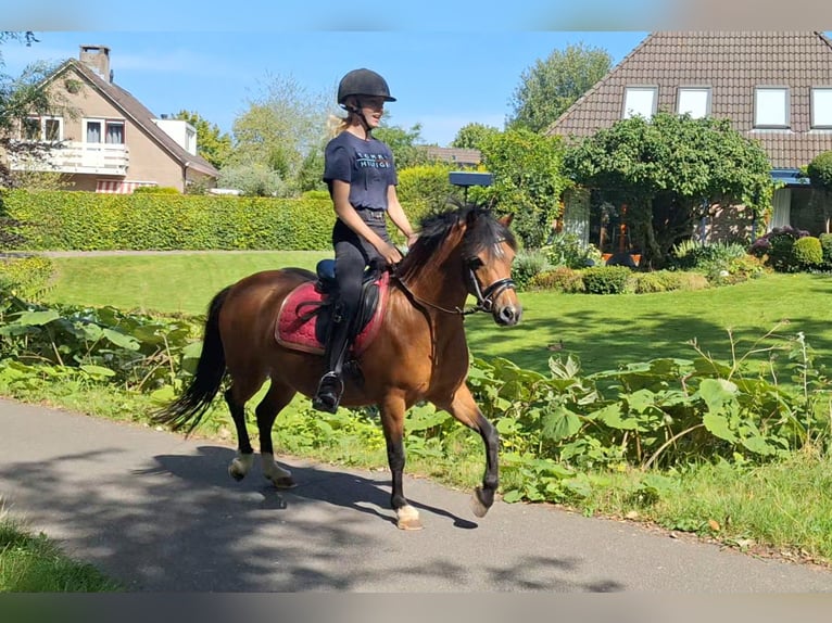 Welsh-A Stute 5 Jahre 121 cm Brauner in Leeuwarden