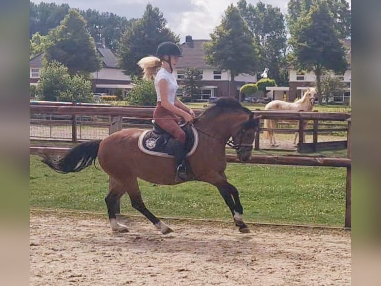 Welsh-A Stute 5 Jahre 121 cm Brauner in Leeuwarden
