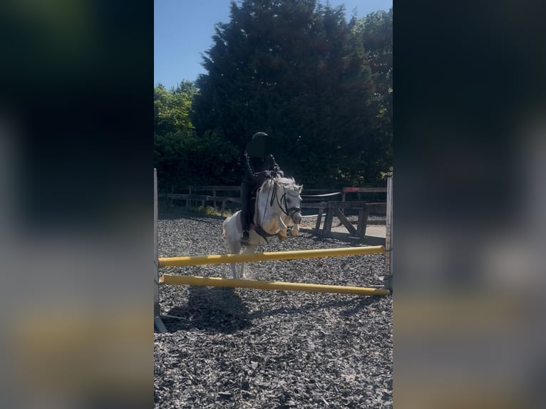 Welsh-A Stute 5 Jahre 122 cm Apfelschimmel in Sendenhorst