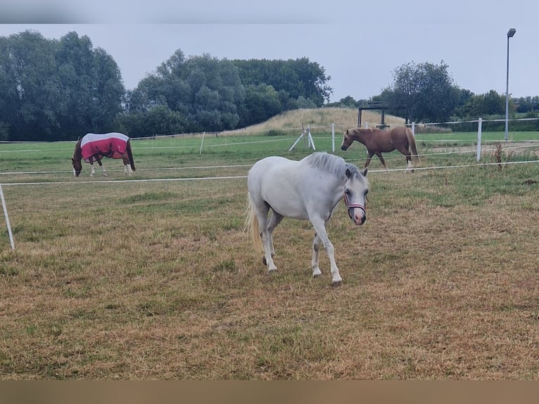 Welsh-A Stute 5 Jahre 122 cm Apfelschimmel in Sendenhorst