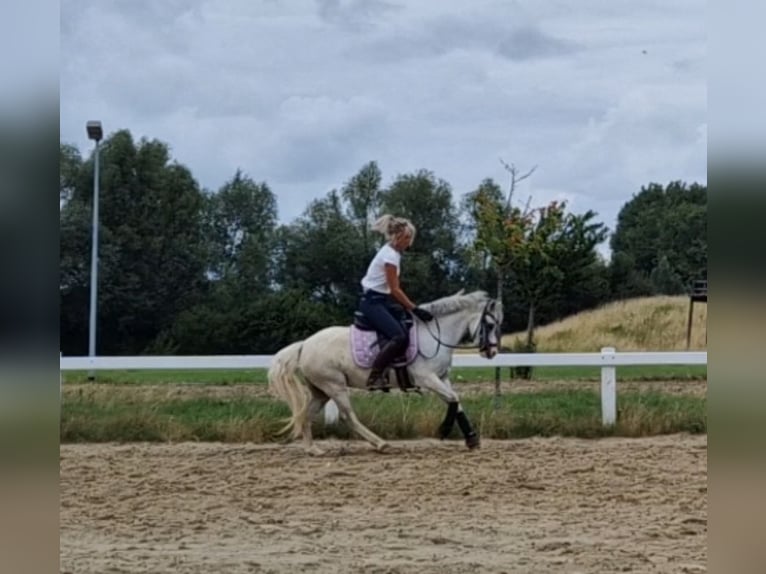 Welsh-A Stute 5 Jahre 122 cm Apfelschimmel in Sendenhorst