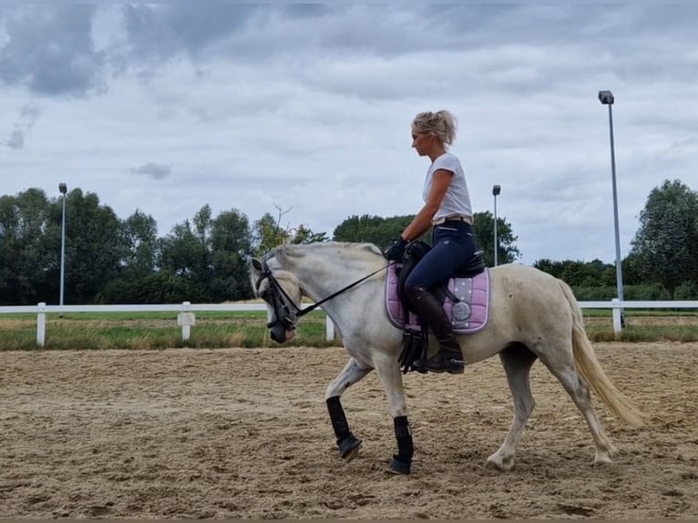 Welsh-A Stute 5 Jahre 122 cm Apfelschimmel in Sendenhorst