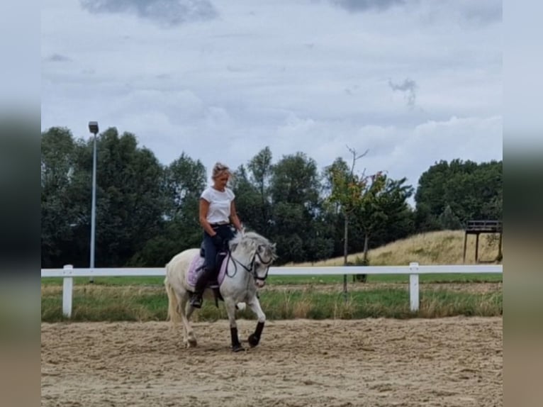 Welsh-A Stute 5 Jahre 122 cm Apfelschimmel in Sendenhorst