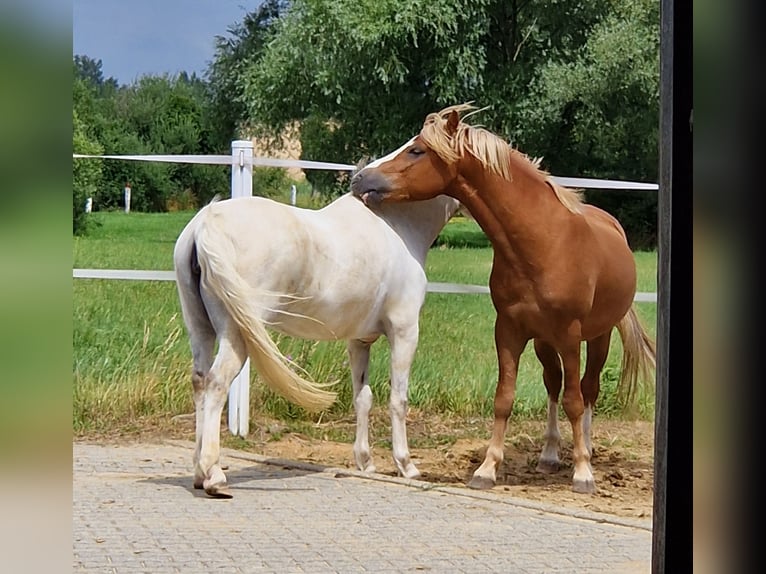 Welsh-A Stute 5 Jahre 122 cm Apfelschimmel in Sendenhorst