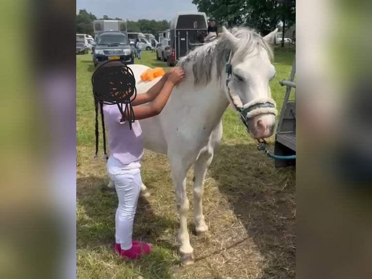 Welsh-A Stute 5 Jahre 122 cm Apfelschimmel in Sendenhorst