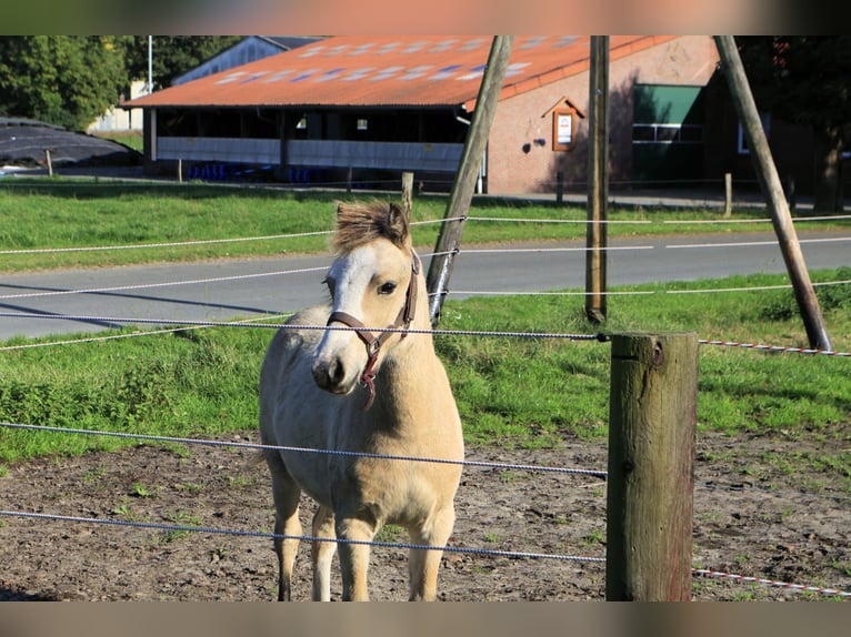 Welsh-A Stute 5 Jahre 122 cm Rappe in Friedeburg