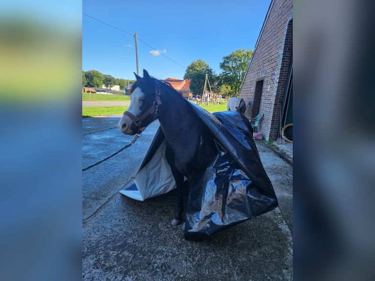 Welsh-A Stute 5 Jahre 122 cm Rappe in Friedeburg