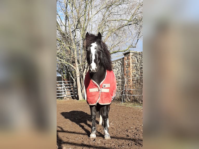 Welsh-A Stute 5 Jahre 123 cm Rappe in Steuden