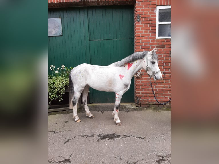 Welsh-A Stute 5 Jahre 126 cm Schimmel in Stadtlohn