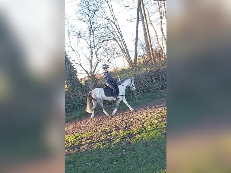 Welsh-A Stute 5 Jahre 126 cm Schimmel in Stadtlohn
