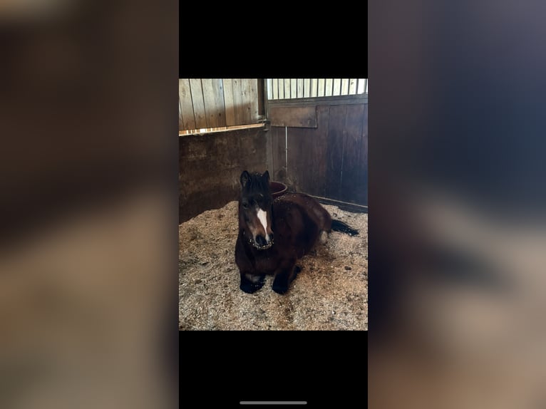 Welsh-A Stute 5 Jahre Brauner in Reith bei Seefeld