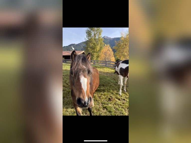 Welsh-A Stute 5 Jahre Brauner in Reith bei Seefeld