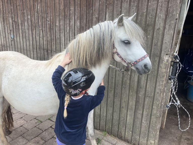 Welsh-A Mix Stute 6 Jahre 113 cm Schimmel in Weinsberg