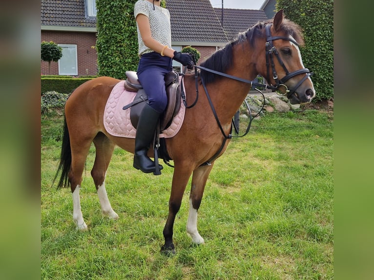 Welsh-A Stute 6 Jahre 117 cm Brauner in Staphorst
