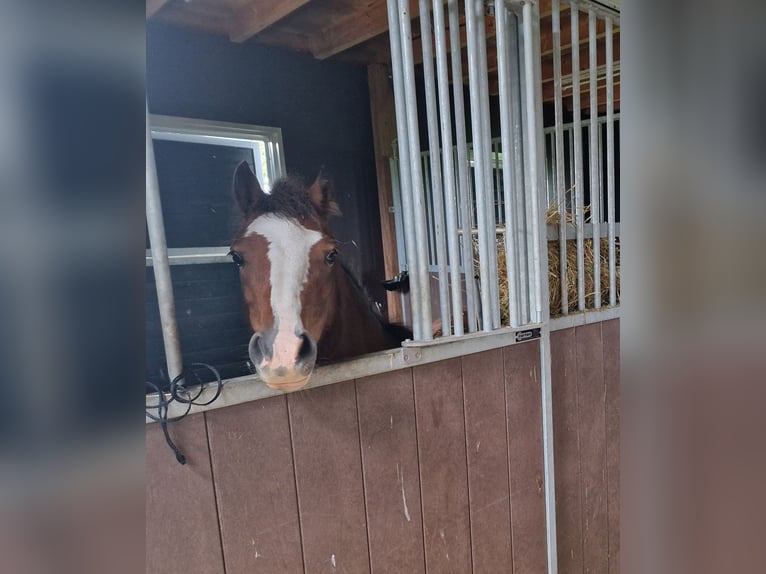 Welsh-A Stute 6 Jahre 117 cm Brauner in Staphorst