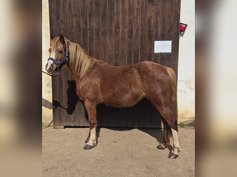 Welsh-A Stute 6 Jahre 121 cm Fuchs in Colditz