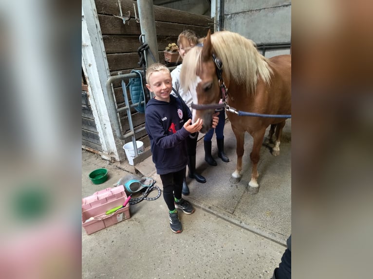 Welsh-A Stute 6 Jahre 122 cm Fuchs in Haasdonk