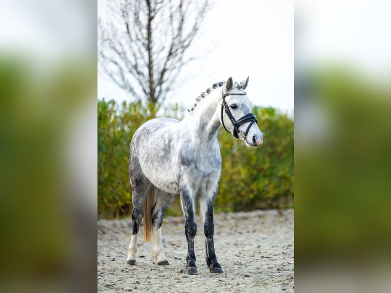 Welsh-A Stute 6 Jahre 122 cm Schimmel in Nieuw Namen