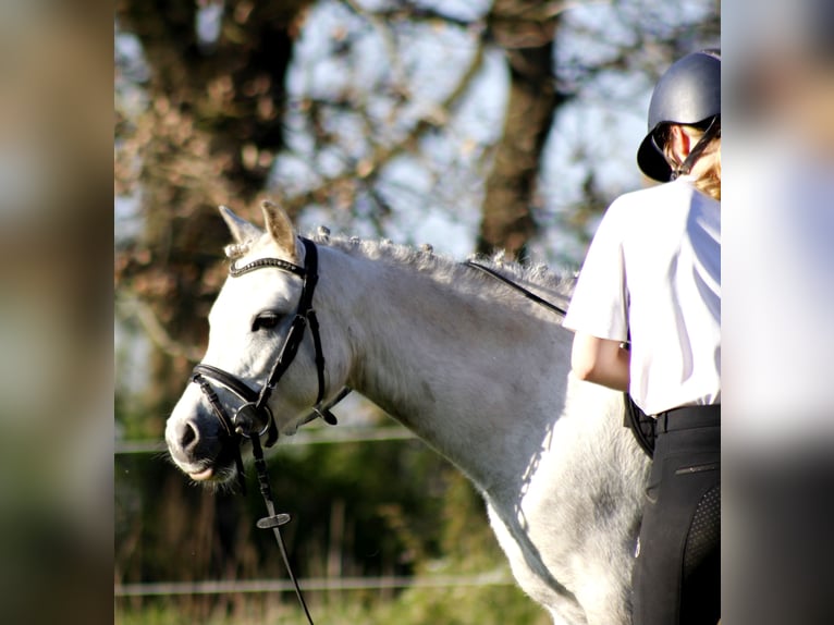 Welsh-A Stute 6 Jahre 122 cm Schimmel in Krumstedt