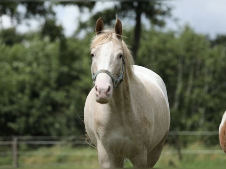 Welsh-A Stute 6 Jahre 147 cm Tigerschecke in Aalten