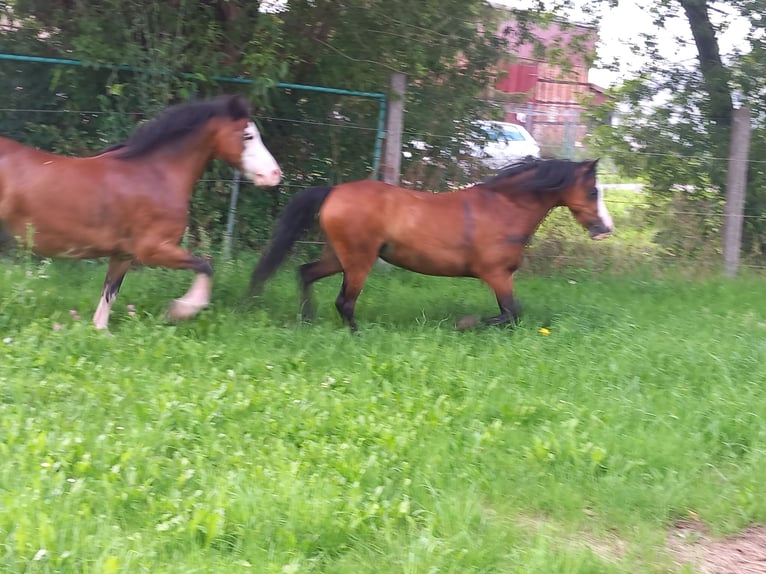 Welsh-A Stute 7 Jahre 115 cm Brauner in Amt Wachsenburg