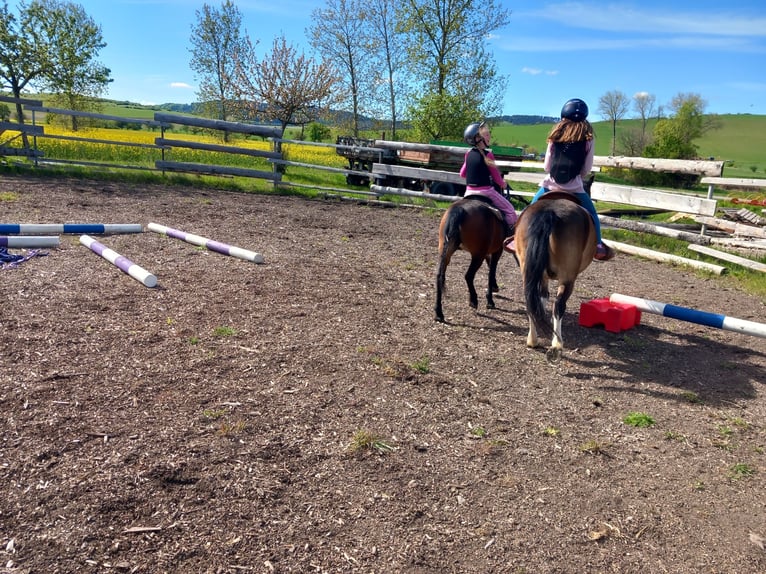 Welsh-A Stute 7 Jahre 115 cm Brauner in Amt Wachsenburg