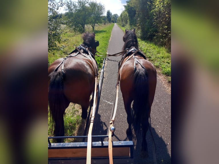 Welsh-A Stute 7 Jahre 115 cm Brauner in Amt Wachsenburg
