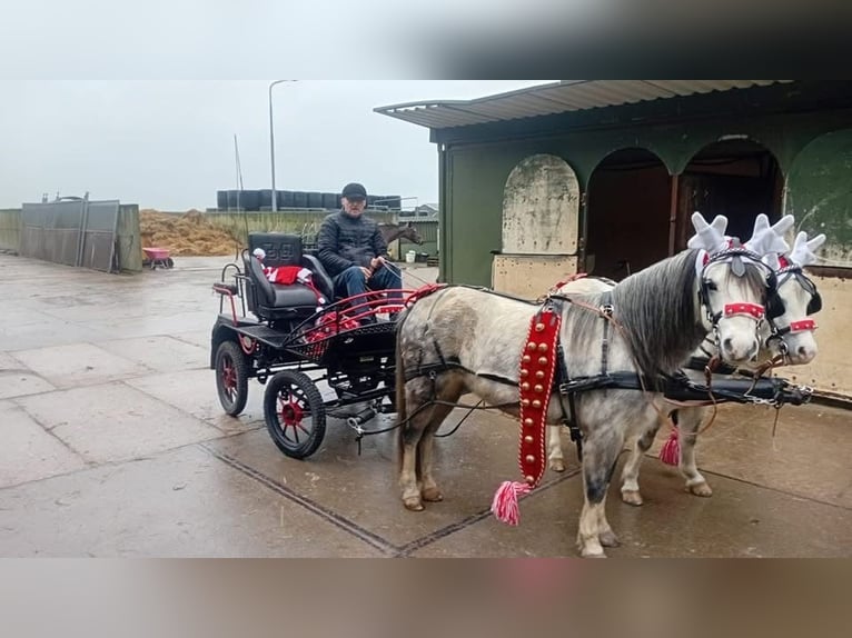Welsh-A Stute 7 Jahre 117 cm Apfelschimmel in De Kwakel