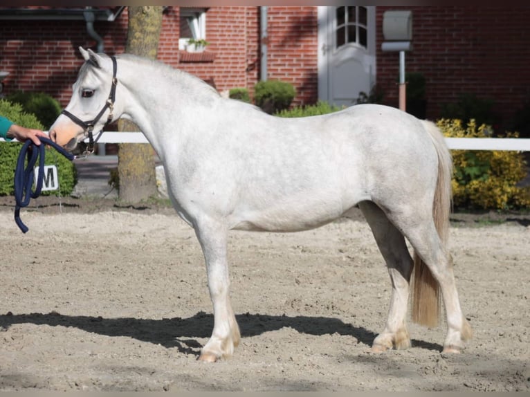 Welsh-A Stute 7 Jahre 117 cm Schimmel in Weener