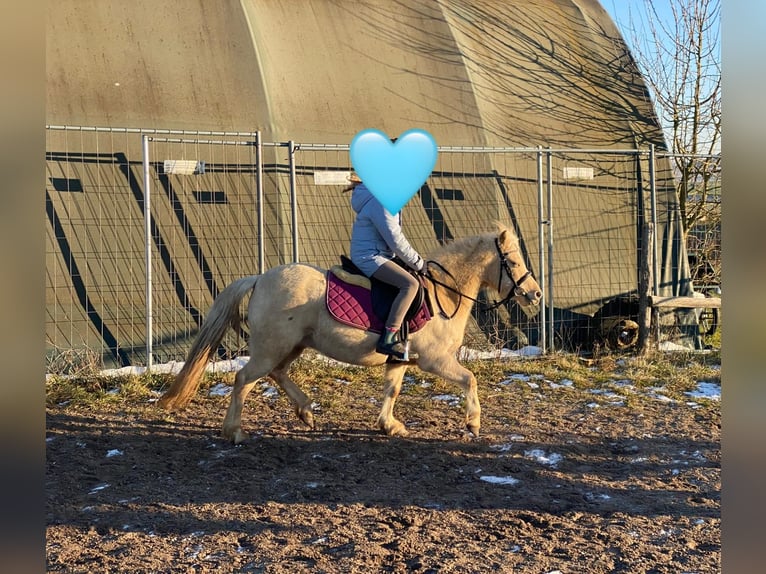 Welsh-A Stute 7 Jahre 118 cm Palomino in Deuerling