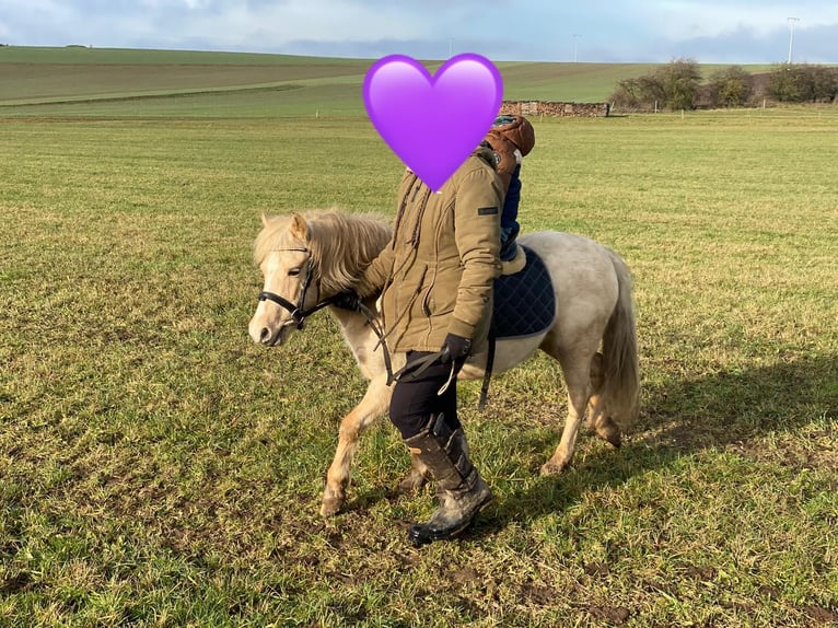 Welsh-A Stute 7 Jahre 118 cm Palomino in Deuerling
