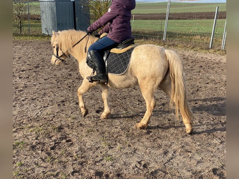 Welsh-A Stute 7 Jahre 118 cm Palomino in Deuerling