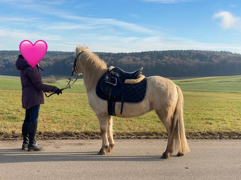 Welsh-A Stute 7 Jahre 118 cm Palomino in Deuerling